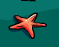 The starfish at the Underwater room.