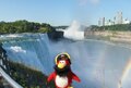 Rockhopper near Niagara Falls.
