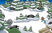 The Forest