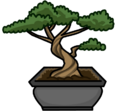 Bonsai Tree