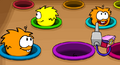 Feed a Puffle Contest! Winner was Mario Rk.