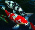 Real life Koi Fish.