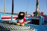 Rockhopper on a boat.