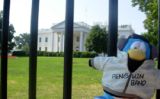 A penguin in front of the White House.