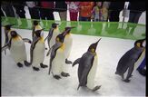 It's the Club Penguin oscars!