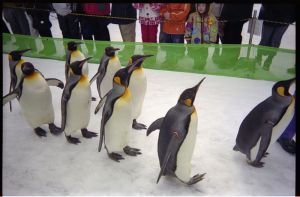 Penguinoscars-5212.jpg