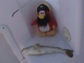 Rockhopper standing next to a fish.