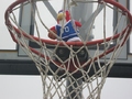 A penguin playing basketball.