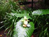A dragon standing on a giant leaf.