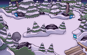 The Forest
