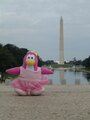 A ballerina penguin near the Washington Monument, in Washington D.C..