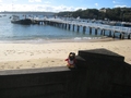 Rockhopper relaxing by the shore.