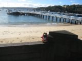 Rockhopper relaxing by the shore.