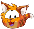 An Orange Tabby Cat