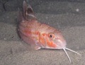 A real mullet.
