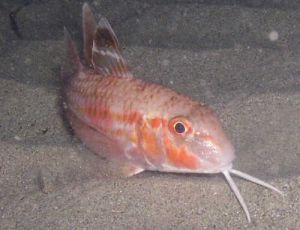 Real red mullet.jpg