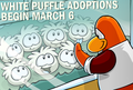 White Puffles ready to be adopted.