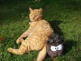 A black puffle near a cat.