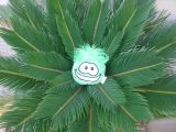 A green puffle resting on leaves.