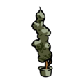 Spiral Juniper Plant