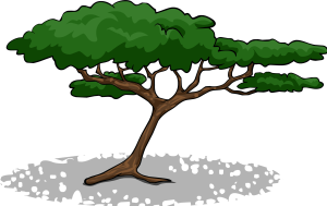 AcaciaTree1.PNG