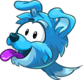 A Blue Border Collie