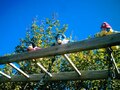 Three penguins hanging on a ladder.