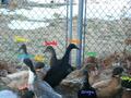 My ducks (not an updated picture, but the best group shot I have).