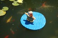 An explorer penguin riding on a float.