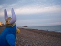 A Viking Penguin by the Beach.